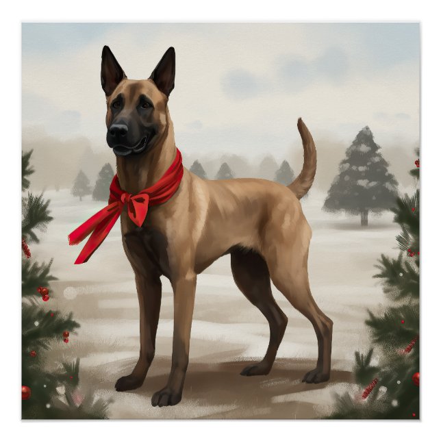 Pôster Cachorro Malinois belga no Natal da neve (Frente)
