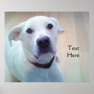 Poster Cachorro mestiço de Retriever Labrador Branco Com