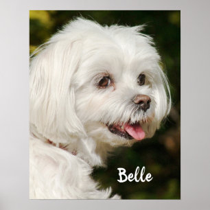 Poster Cachorro Mole Branco Personalizado Maltês