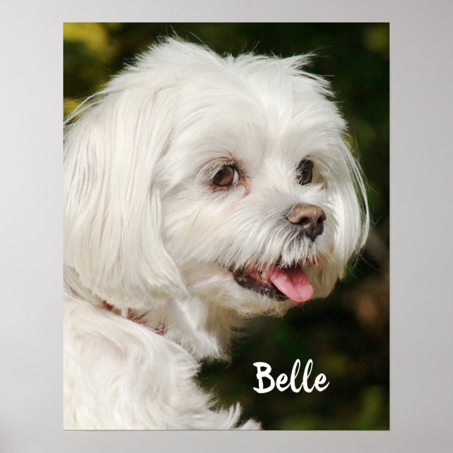 Poster Cachorro Mole Branco Personalizado Maltês (Frente)