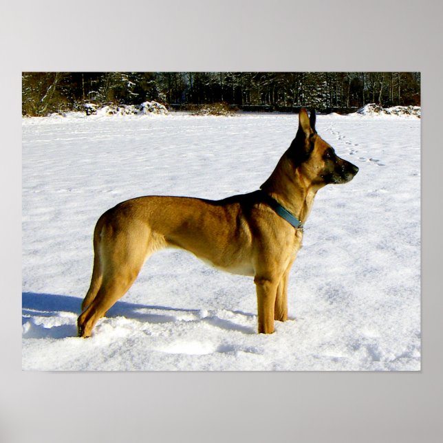 Pôster Cachorro na neve (Frente)