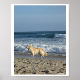 Poster Cachorro Na Praia