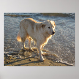 Poster Cachorro Na Praia
