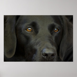 Poster Cachorro Negro Labrador