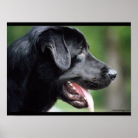 Cachorro Negro Labrador
