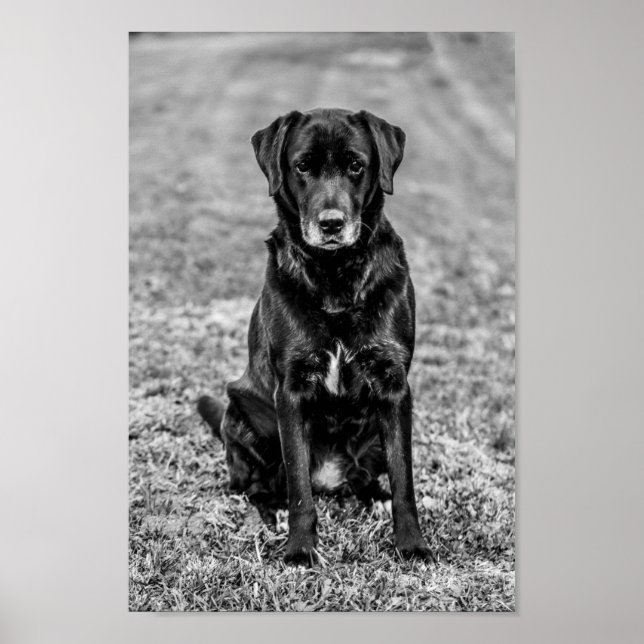 Poster Cachorro Negro-Labrador Cachorro-Bonito (Frente)