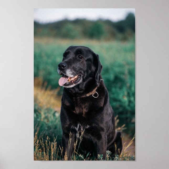 Poster Cachorro Negro-Labrador-Cachorro-Papota-Poster (Frente)