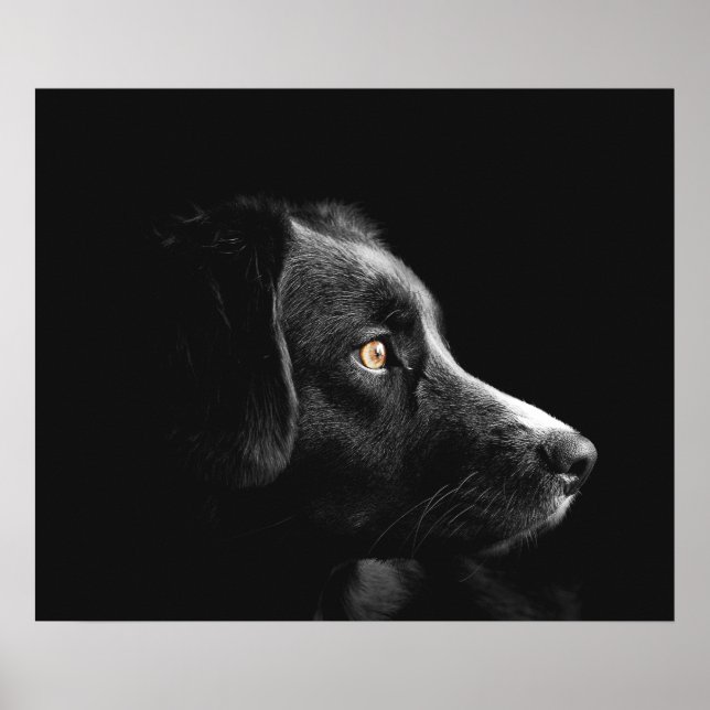 Poster Cachorro Negro observando (Frente)