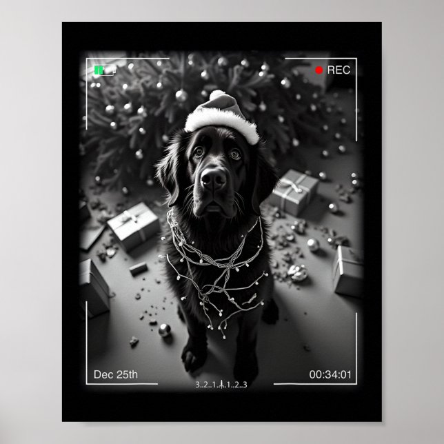 Poster Cachorro Newfoundland de Natal Flagrou na Câmera  (Frente)