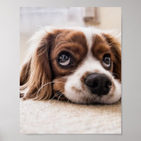 Cachorro Panelado De Olhos Tristes