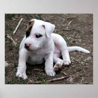 Pôster Cachorro-pirado americano PItbull Terrier