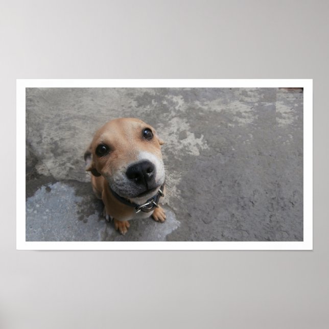 Poster Cachorro Procurando (Frente)