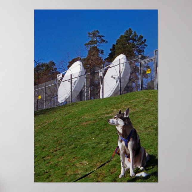 Poster Cachorro rastreador (Frente)