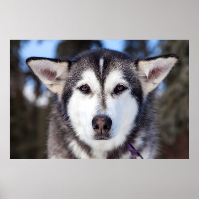 Poster Cachorro Siberian Husky Fecha A Fotografia (Frente)