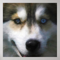 CACHORRO SIBERIANO "FAR EYES"