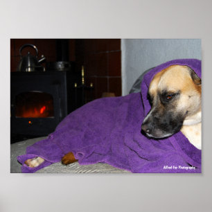 Poster Cachorro Sonolento junto à Lareira