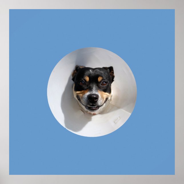 Pôster Cachorro sorridente engraçado (Frente)