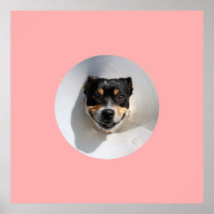 Poster Cachorro sorridente engraçado