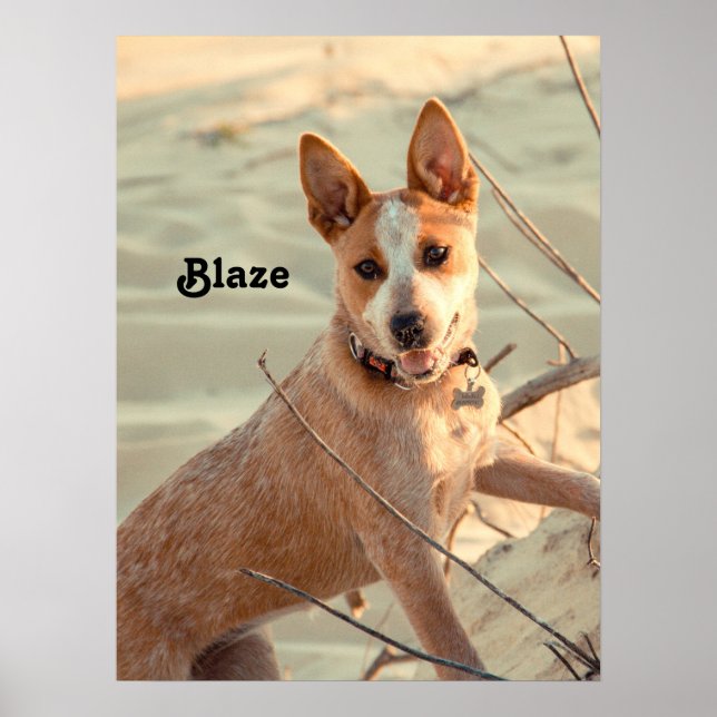 Poster Cachorro Vermelho australiano - Heeler - na neve (Frente)