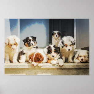 Poster Cachorros Adoráveis
