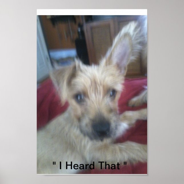 Poster cachorros bonitos (Frente)