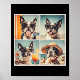 Poster Cachorros Boston Terrier legais óculos de sol Féri