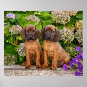 Poster Cachorros de Cachorro da Baviera com Flores