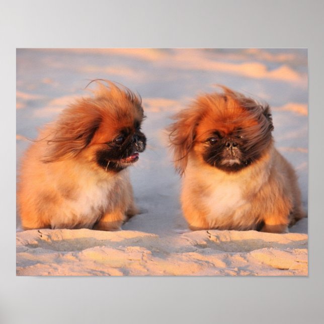 Pôster Cachorros de Pekingese (Frente)