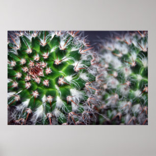 Poster cacto