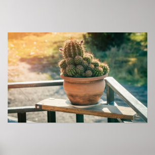 Poster Cacto ao sol