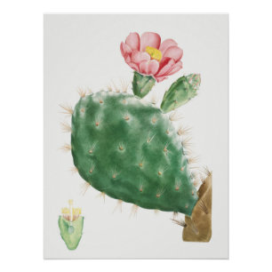 Pôster Cacto Cochenillifer, Ilustração Antiga, 1799