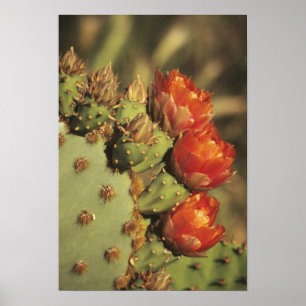 Pôster Cacto de figo-da-índia em flor, Arizona-Sonora 2
