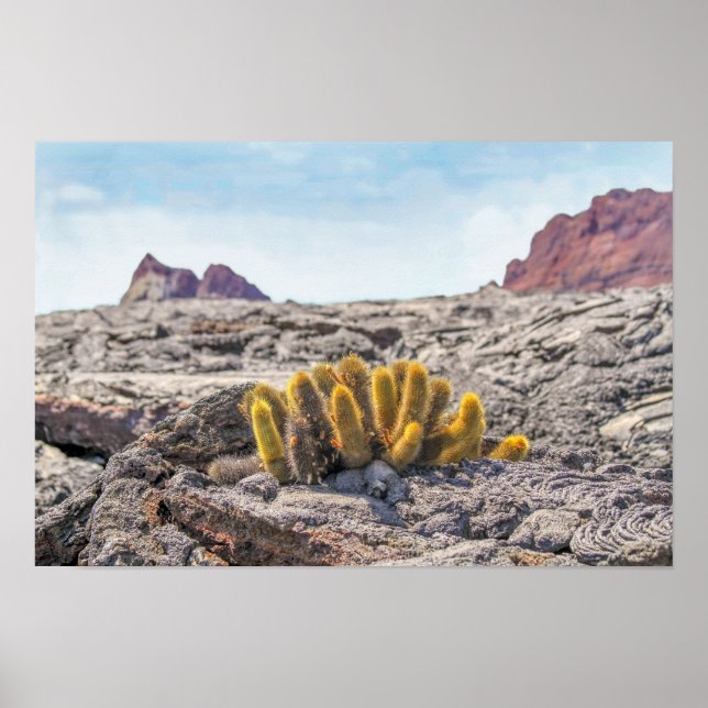 Poster Cacto de Lava de Galápagos, Equador (Frente)