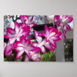 Poster Cacto de Natal