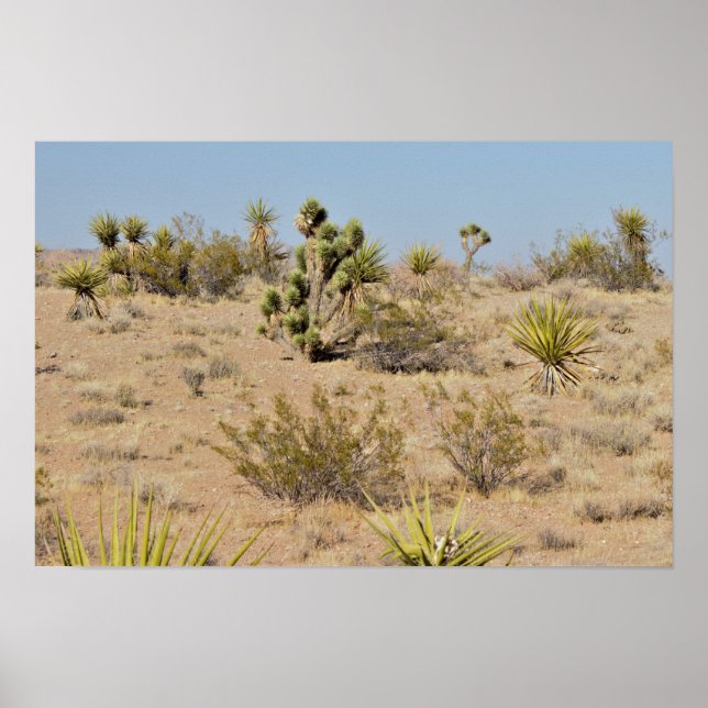 Poster Cacto do Deserto e Plantas (Frente)