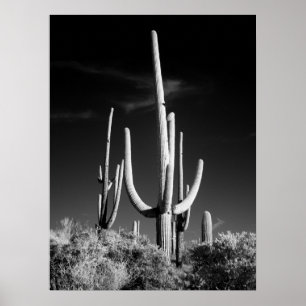 Poster Cacto do Saguaro