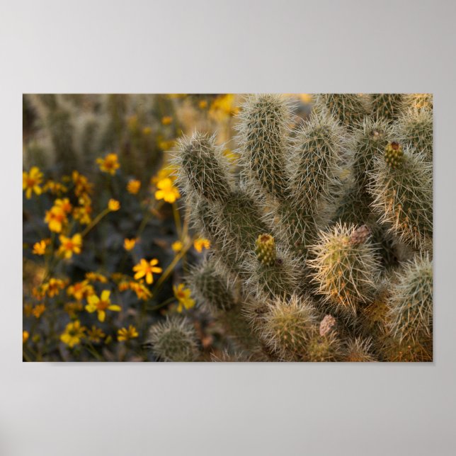 Poster cacto e flores silvestres (Frente)
