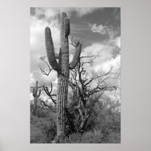 Poster Cacto majestoso do Saguaro (b/w)