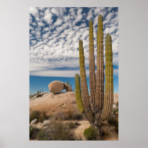 Poster Cacto no Deserto Cênico