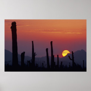 Pôster Cacto Saguaro Carnegiea gigantea), Pôr do Sol,