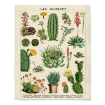 Cactos e Suculentes