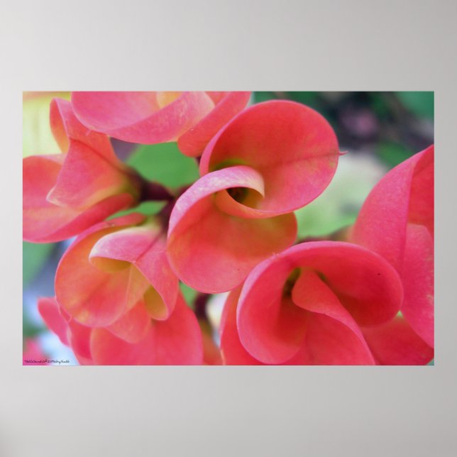 Pôster Cactus (Frente)