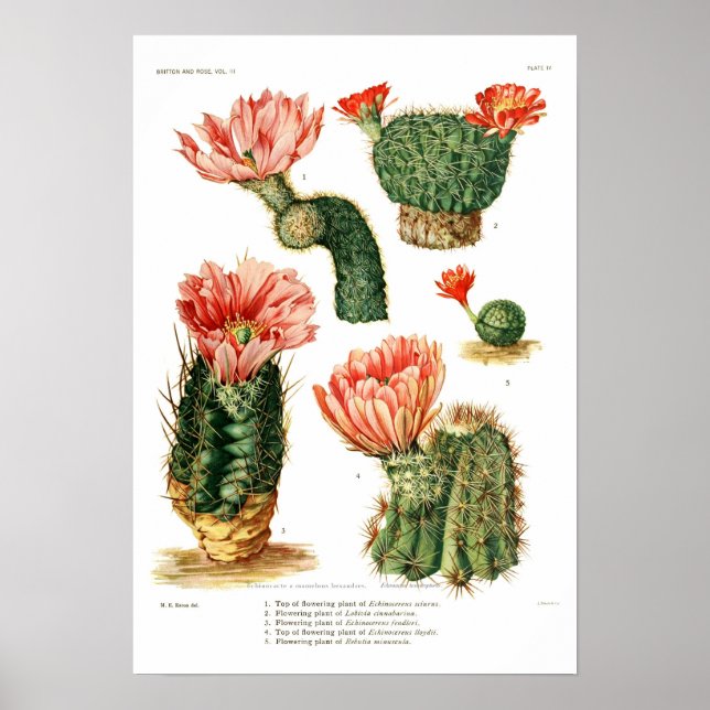 Poster Cactus (Frente)