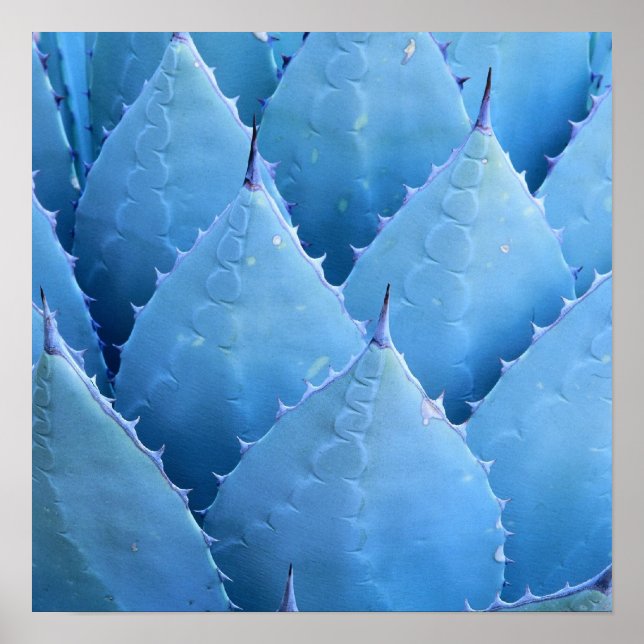 Poster Cactus azul (Frente)