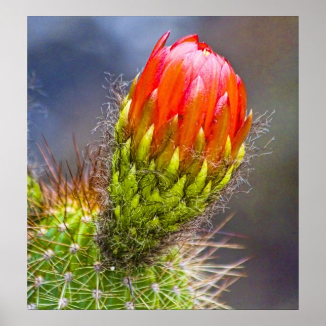 Pôster Cactus Bloom (Frente)