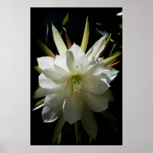 Poster Cactus Bloom