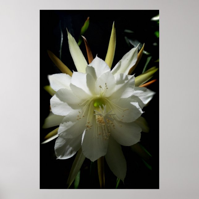 Poster Cactus Bloom (Frente)