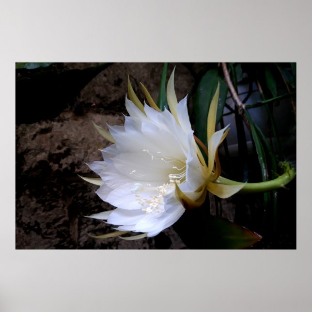Poster Cactus Bloom (Frente)