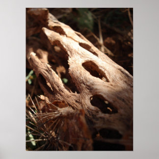 Pôster Cactus Bone