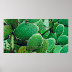 Poster Cactus, cacto de pera picante, espinhos de cacto, 